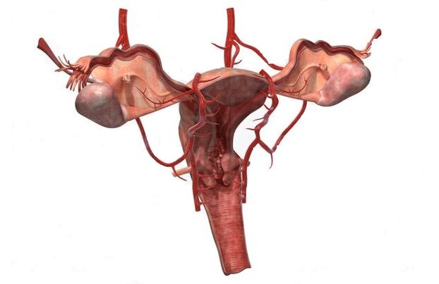 mazā iegurņa varikozu vēnu attīstības iemesli