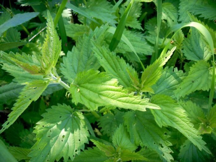 Nātre ir efektīvs līdzeklis varikozu vēnu ārstēšanai agrīnās stadijās